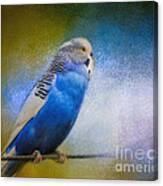 The Budgie Collection - Budgie 2 Canvas Print