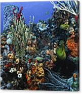 The Busy Reef Canvas Print