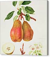 The Chaumontelle Pear Canvas Print