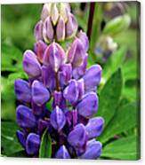 The Colors Of Lupine Canvas Print