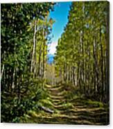 The Cool Path Through Arizona Aspens Canvas Print