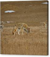 The Coyotes Painterly Canvas Print