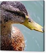 The Duck Canvas Print