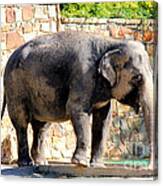 The Elephant Needs A Bath Canvas Print