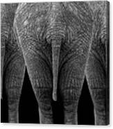The Elephants Canvas Print
