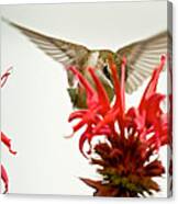 The Eye Of The Hummingbird Canvas Print