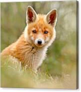 The Face Of Innocence _ Red Fox Kit Canvas Print