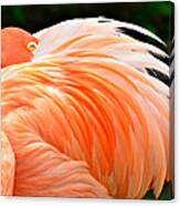 The Flamingo Canvas Print