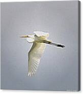 The Flight Of The Great Egret With The Stained Glass Look Canvas Print