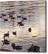 The Gathering - Willamette River Geese Canvas Print