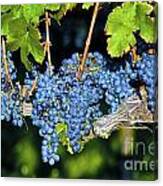 The Grapes Canvas Print