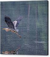 The Great Blue Heron Canvas Print