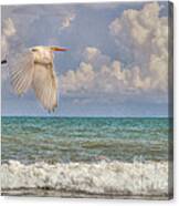 The Great Egret And The Ocean Canvas Print