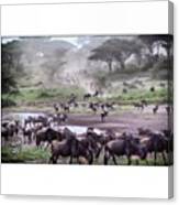 The Great Migration Of The Wildebeest Canvas Print