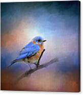 The Happiest Blue - Bluebird Canvas Print