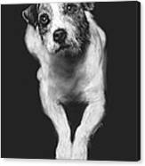 The Jack Russell Stare- Got Ball? Canvas Print