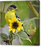 The Lesser Goldfinch Canvas Print
