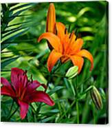 The Lilies Of Summer Canvas Print