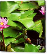 The Lily Pond Canvas Print