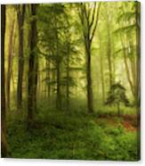 The Little Tree Canvas Print