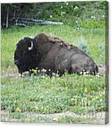 The Lone Buffalo Canvas Print