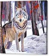 The Lone Wolf Canvas Print