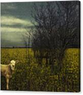 The Lost Calf Canvas Print