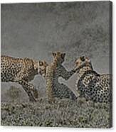 The Mating Game Canvas Print