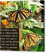 The Monarch Story Canvas Print