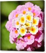 The Most Amazing Tiny Flowers, They Canvas Print