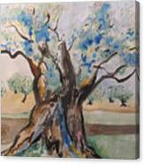 The Old Olive Tree Canvas Print
