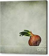The Onions Canvas Print