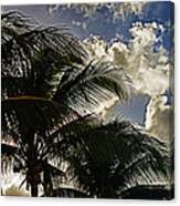 The Palm Before The Storm Canvas Print