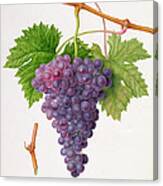 The Poonah Grape Canvas Print