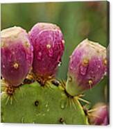 The Prickly Pear Canvas Print