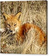 The Red Fox Canvas Print