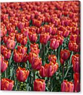 The Red Tulips Canvas Print