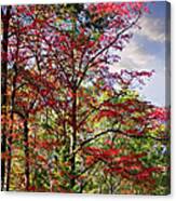 The Reds Of Autumn Canvas Print