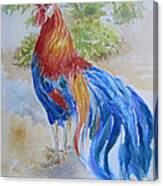 Long Tail Rooster Canvas Print
