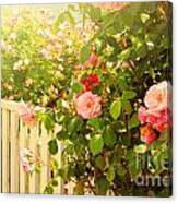 The Scent Of Roses And A White Fence Canvas Print
