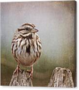 The Song Sparrow Canvas Print