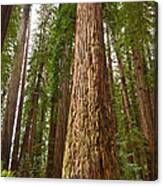 The Survivor - Massive Redwoods Sequoia Sempervirens In Redwoods National Park Named Stout Tree. Canvas Print