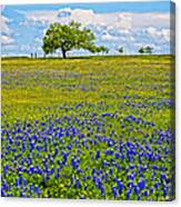 The Sweet Smell Of Spring Canvas Print
