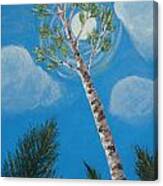 The Tall Birch Canvas Print