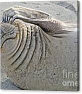 The Thinker - Elephant Seal On The Beach Canvas Print