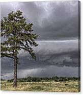 The Thunder Rolls - Storm - Pine Tree Canvas Print