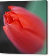 The Tip Of The Tulip Canvas Print