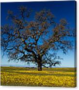 The Tree On Table Mountain Canvas Print