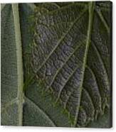 The Underside Of Frost Grape Leaves Canvas Print