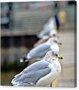 The Waiting Line Canvas Print